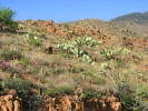 PICTURES/Browns Peak/t_Cactus in bloom.JPG